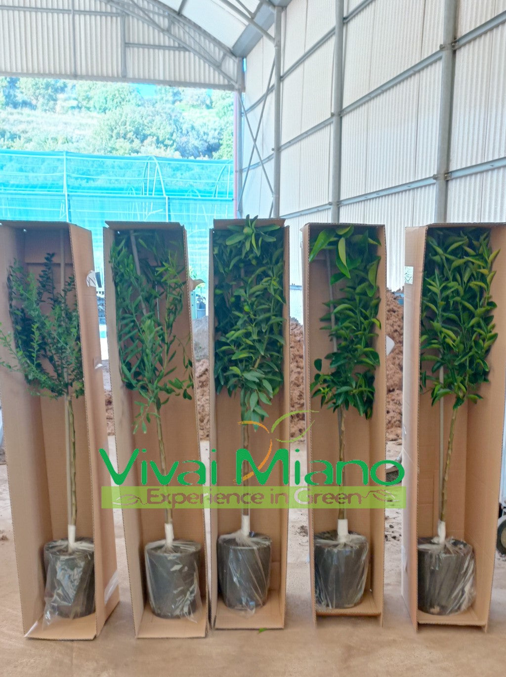 Vendita agrumi online: come spediamo le nostre piante dalla Sicilia a casa tua