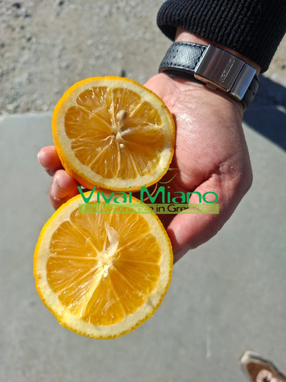 Citronnier Meyer (pot - 20)