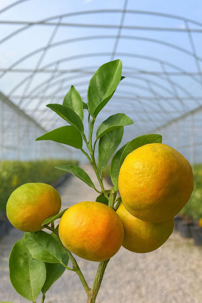 Clémentinier (pot - 20)