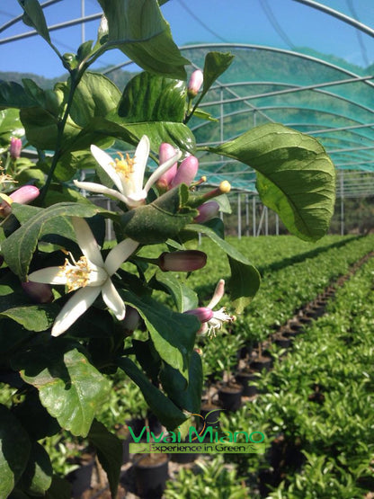 Citronnier (pot - 20) avec fruit