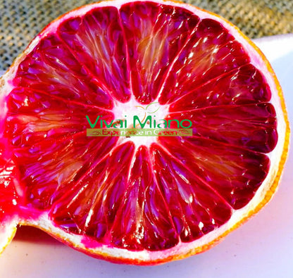 Plant d'oranger Arcobal