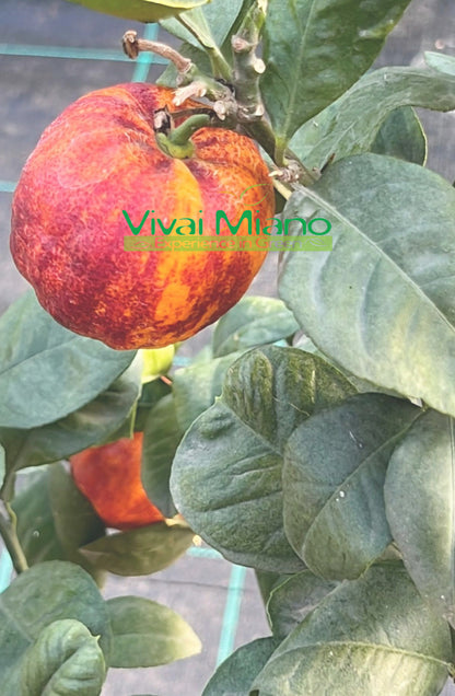 Plant d'oranger Arcobal