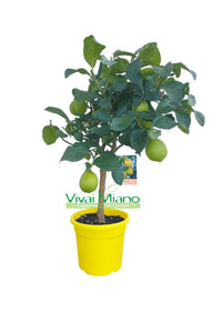 Plant de citronnier AVEC FRUIT - pot Ø 20 Jaune - image réelle