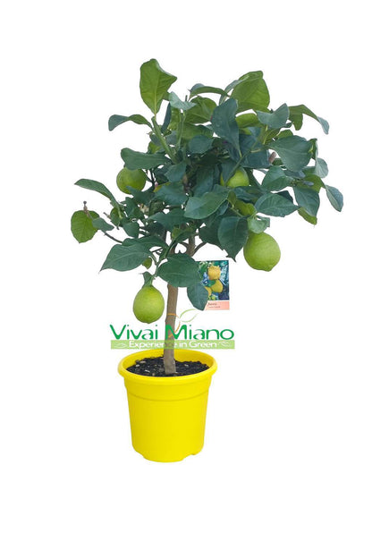 Plant de citronnier AVEC FRUIT - pot Ø 20 Jaune - image réelle