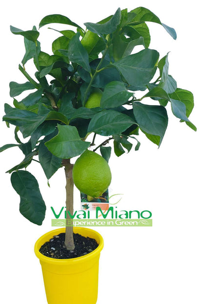 Plant de citronnier AVEC FRUIT - pot Ø 20 Jaune - image réelle