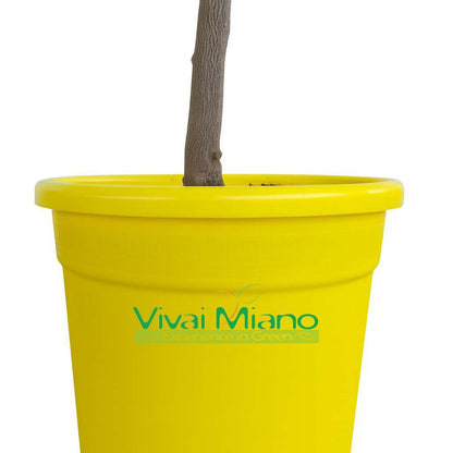 Plant de citronnier AVEC FRUIT - pot Ø 20 Jaune - image réelle