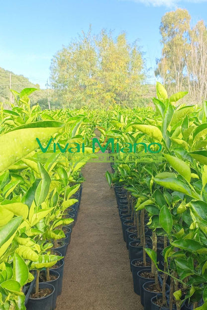 Plant d'oranger Tarocco Ippolito