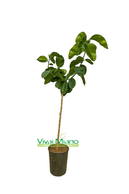 Plant d'oranger Arcobal