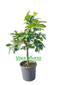 Pamplemoussier Star Ruby (pot - 20)