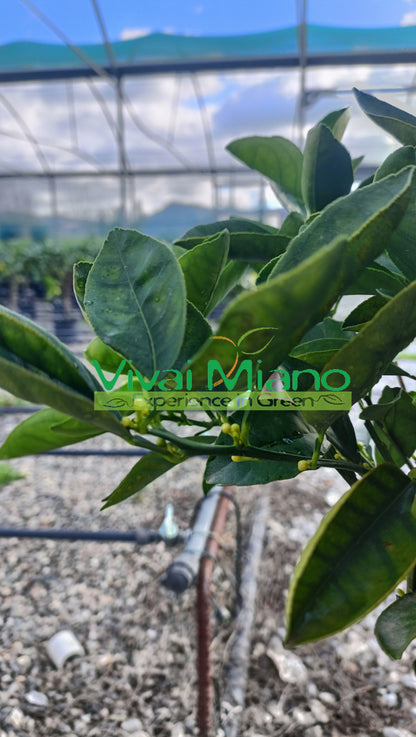 Plant d'oranger Lane Late (pot - 20)