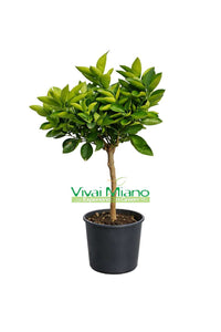 Plant d'oranger Lane Late (pot - 20)