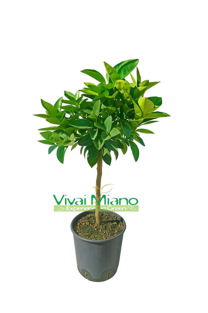 Plant d'oranger sanguin ou d'Orange Sanguine de Sicile (pot - 20)