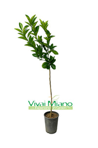 Plant d'Orange Moro ou Orange Sanguine de Sicile