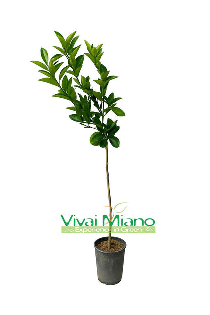 Plant d'Orange Moro ou Orange Sanguine de Sicile