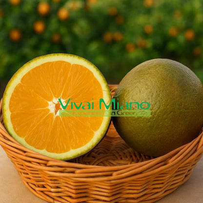 Plant d'oranger Navel Chocolate