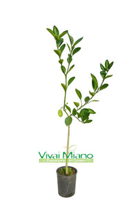 Plant d'oranger Navel Chocolate