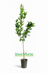 Plant de d'oranger Navelina