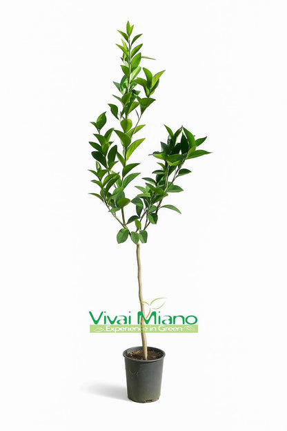 Plant de d'oranger Navelina