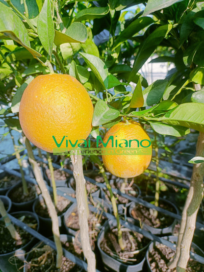 Plant de d'oranger Navelina