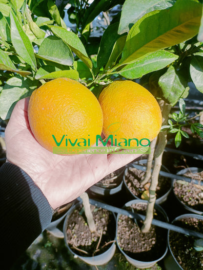 Plant de d'oranger Navelina