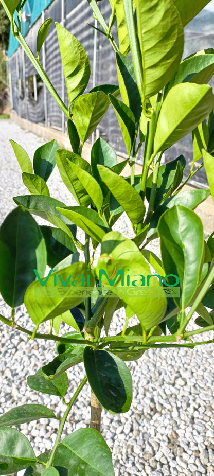 Plant de Sanguinello Moscato