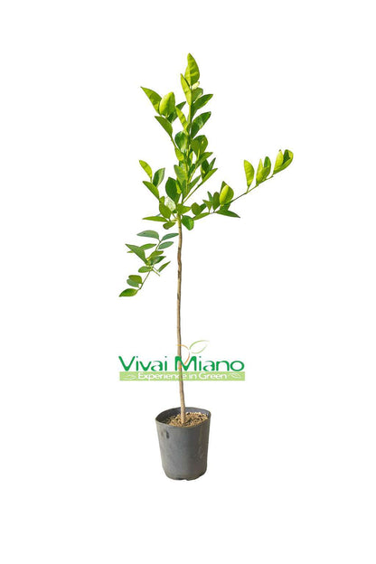 Plant de Sanguinello Moscato