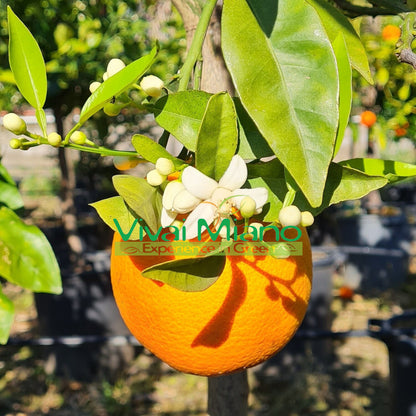 Plant de Sanguinello Moscato