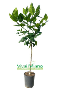 Plant d'oranger Tarocco "Feuille de Nèfle"