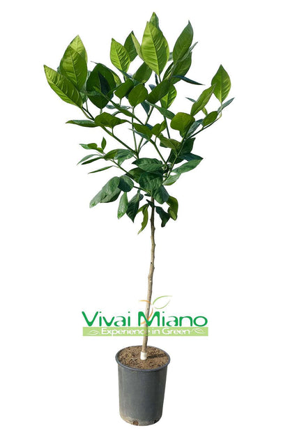 Plant d'oranger Tarocco "Feuille de Nèfle"