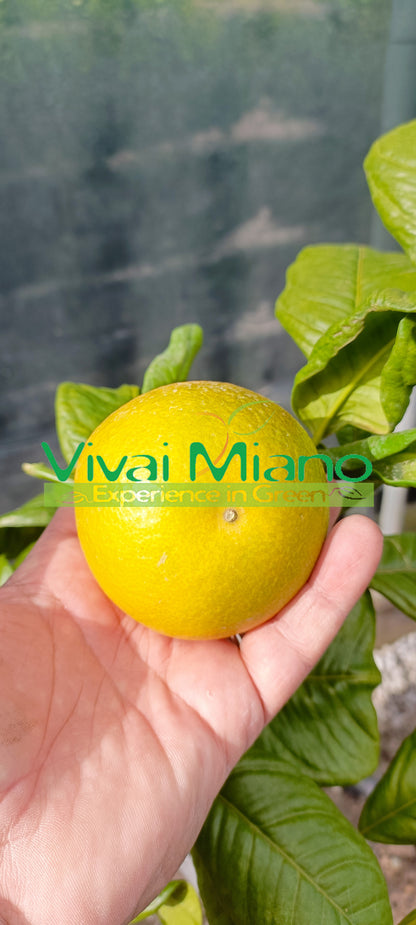 Plant d'oranger Tarocco "Feuille de Nèfle"