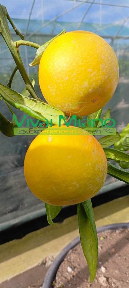 Plant d'oranger Tarocco "Feuille de Nèfle"