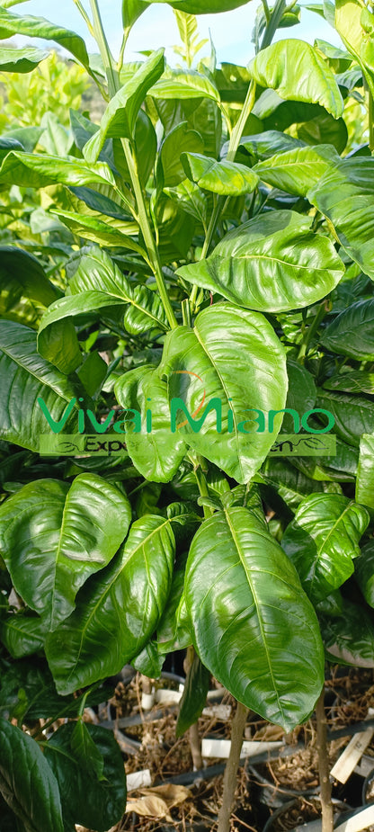 Plant d'oranger Tarocco "Feuille de Nèfle"