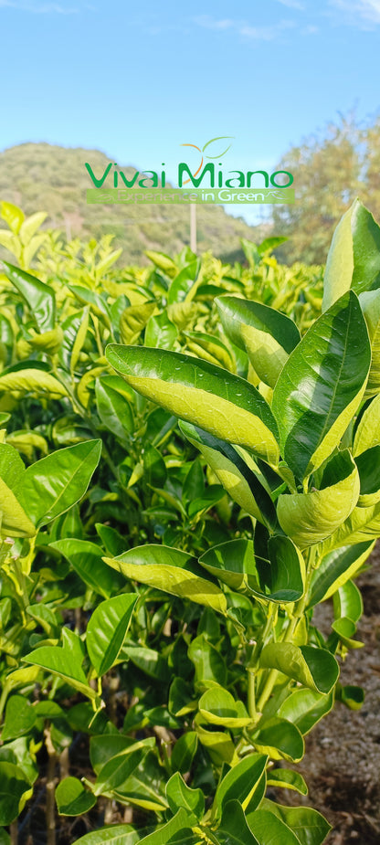 Plant d'oranger Tarocco Ippolito