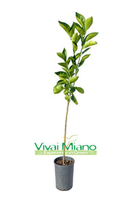 Plant d'oranger Tarocco Ippolito