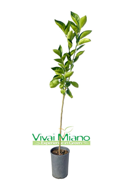 Plant d'oranger Tarocco Ippolito