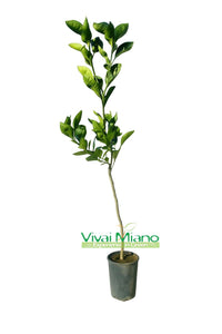 Plant d'oranger Tarocco Meli