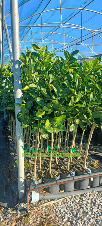 Plant d'oranger Tarocco Meli