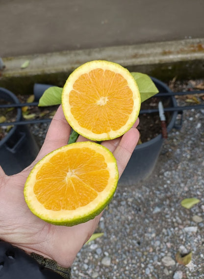 Plante d'oranger Valencia