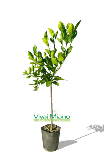 Oranger Vanille ou Orange Douce