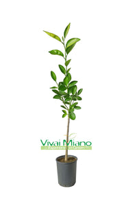 Plant de Washington Navel