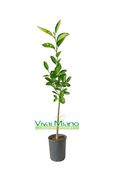 Plant de Washington Navel