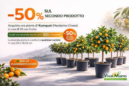 Kumquat - Mandarine Chinoise (pot - 20) avec fruit