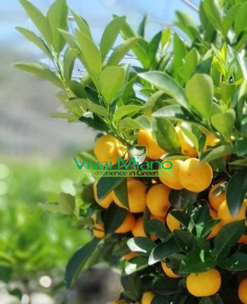Plante de Calamondin (Buisson - pot 35)