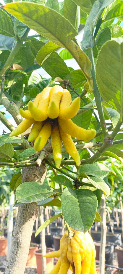 Plant de Cédrat main de Bouddha