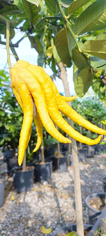 Plant de Cédrat main de Bouddha