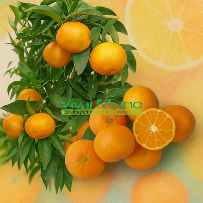 Plante de clémentine Hernandina