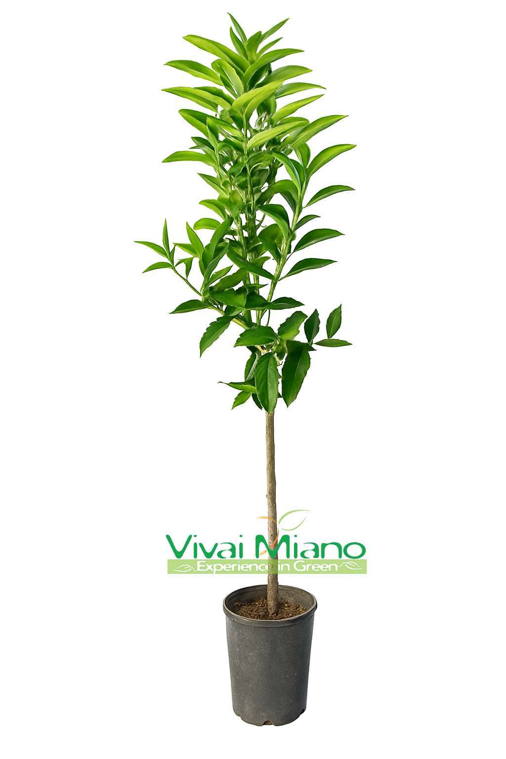 Pianta di Clementine Hernandina