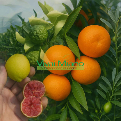 Lime de Rangpur AVEC FRUIT - pot Ø 20 Rouge