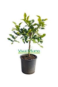 Plant de Combava Hystrix (pot - 20)