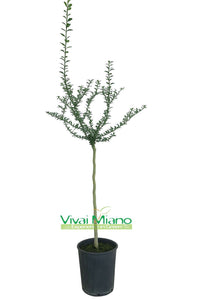 Plant de Finger Lime Rouge